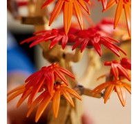 Botanicals Klon palmowy bonsai (10348)