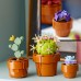 LEGO Icons Tiny Plants (10329)