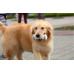 Cheerble Wickedbone Interactive Dog Toy